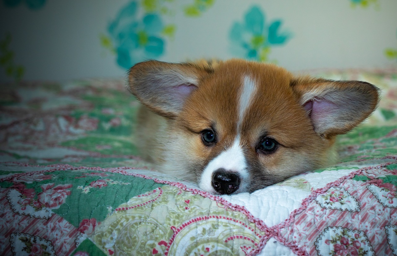 Reddybook Review: Transforming Dental Practice Management with Cutting‑Edge Technology